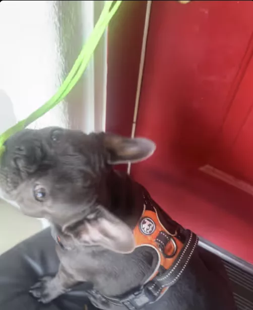 Frenchie opening front door after her walk !